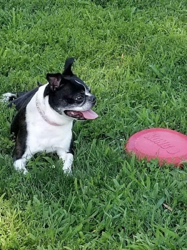 Andersen Dog Park