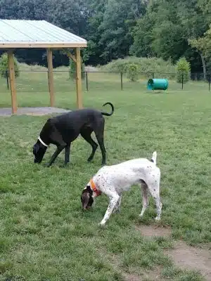 Andersen Dog Park