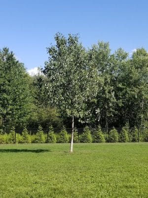 Andersen Dog Park