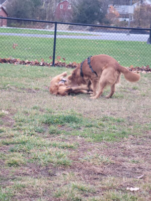 Town of Colonie Dog Park