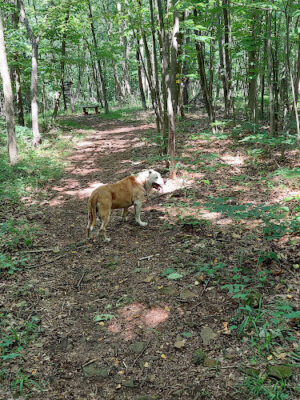 Natural Lands' Meng Preserve