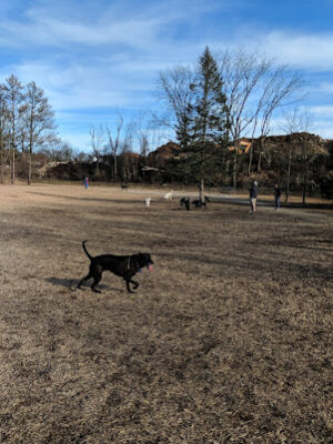 Scituate Dog Park