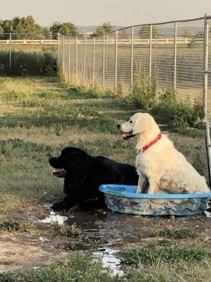Common Grounds Dog Park