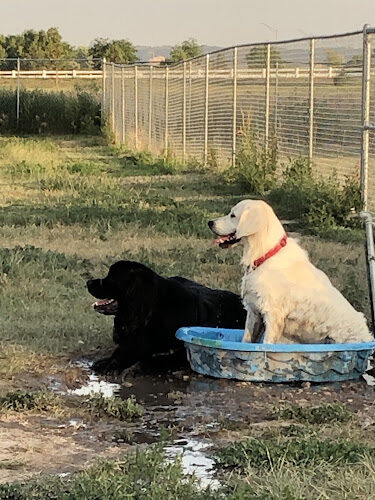 Common Grounds Dog Park