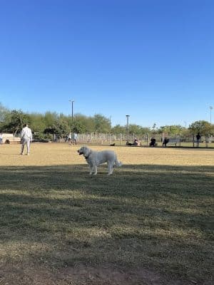 Chaparral Dog Park