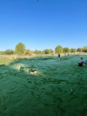 Chaparral Dog Park