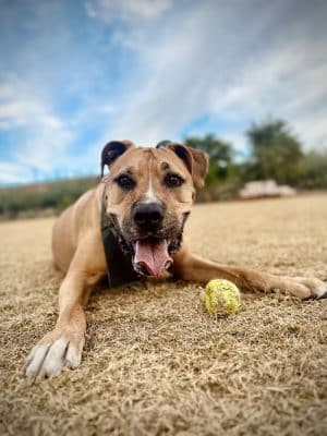 Chaparral Dog Park