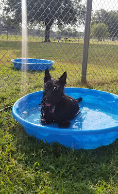 Searcy Dog Park