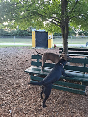 Attleboro Dog Park