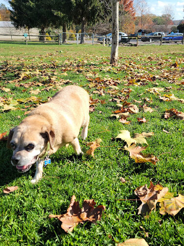 Selinsgrove Dog Park