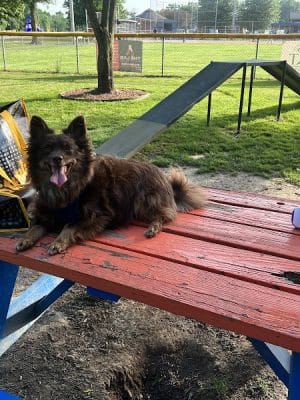 Sellersburg Dog Park