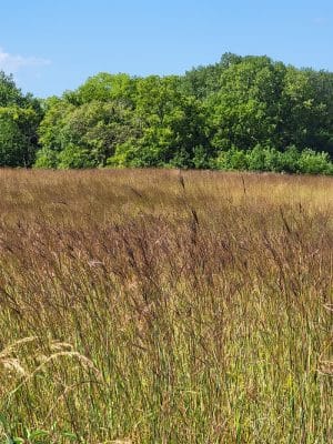 Red-tail Nature Preserve