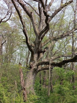Red-tail Nature Preserve