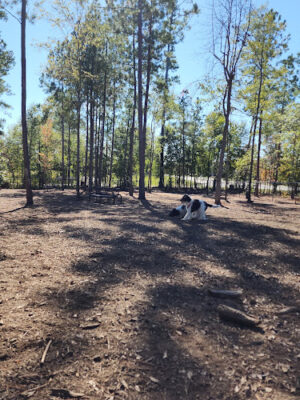 Seneca PetSafe Dog Park