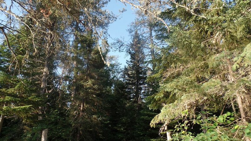 East Branch of the Fox River State Forest Campground - Seney,