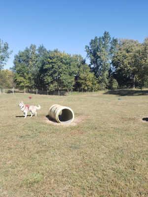 Seward Community Dog Park