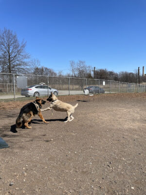 Woodbridge Dog Park