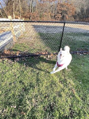 Seymour Dog Park Seymour, CT