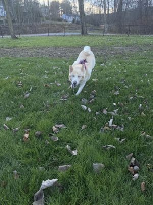 Seymour Dog Park Seymour, CT