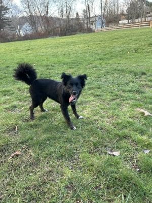 Seymour Dog Park Seymour, CT