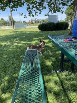 Canine Crossroads Dog Park