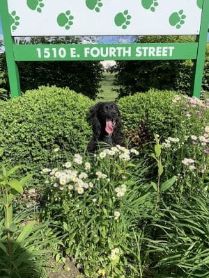 Canine Crossroads Dog Park