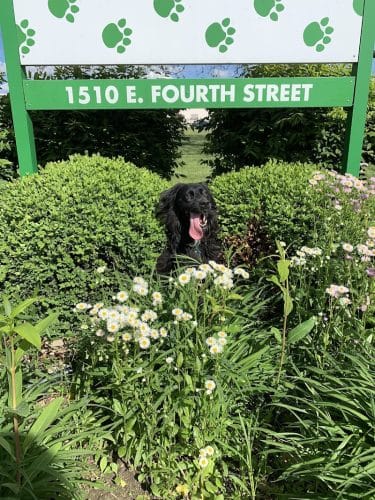 Canine Crossroads Dog Park