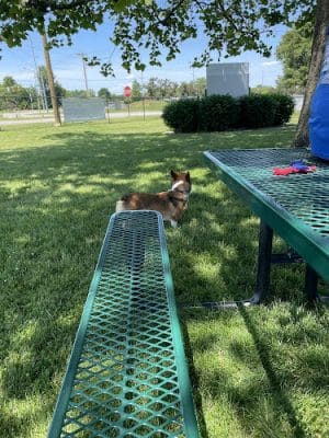 Canine Crossroads Dog Park