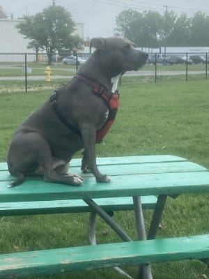 Canine Crossroads Dog Park