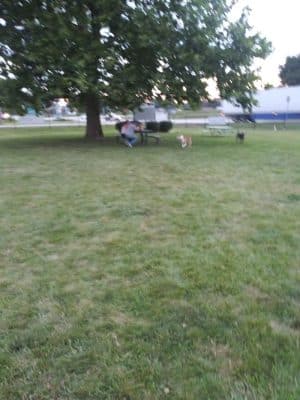 Canine Crossroads Dog Park