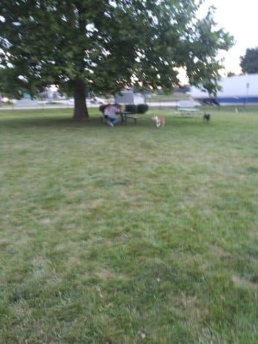 Canine Crossroads Dog Park