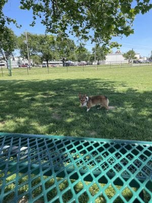 Canine Crossroads Dog Park