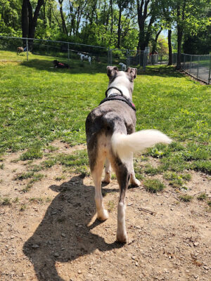Stark Dog Park