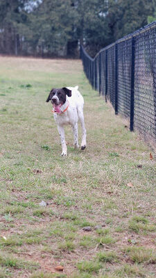 Dog park
