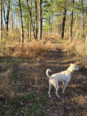 Shelburne Dog Park