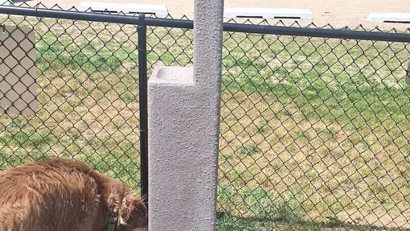 Bark Park - Shelby,
