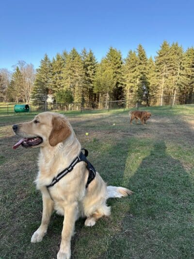 Bark Park - Shelby,