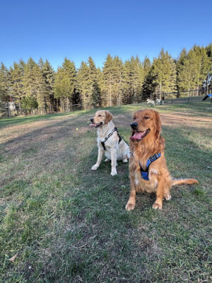 Bark Park