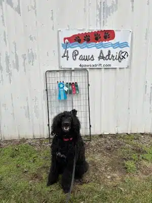 4 Paws Adrift - Indiana