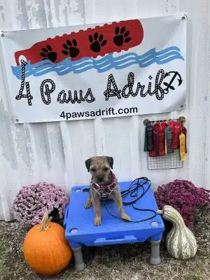 4 Paws Adrift - Indiana