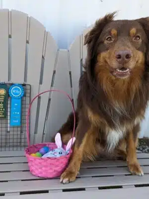 4 Paws Adrift - Indiana