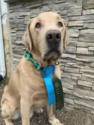 4 Paws Adrift - Indiana