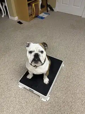 4 Paws Adrift - Indiana