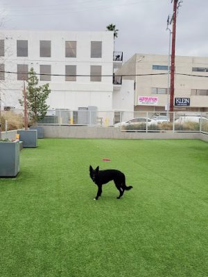 Library Square Dog Park