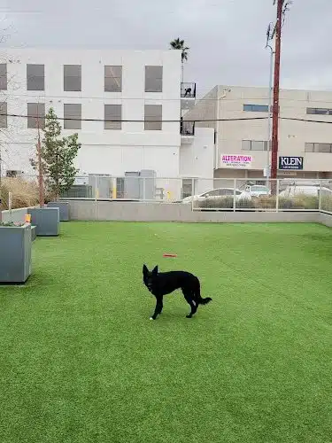 Library Square Dog Park