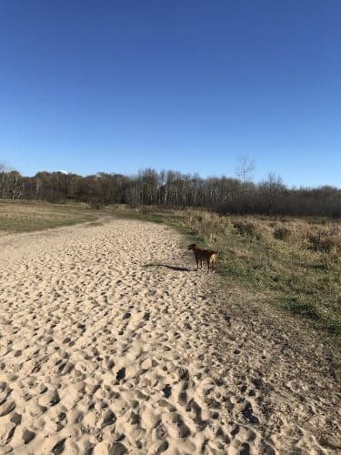 Rice Creek Off-Leash Dog Area