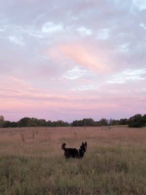 Rice Creek Off-Leash Dog Area - Shoreview, MN
