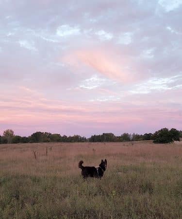 Rice Creek Off-Leash Dog Area