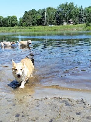 Rice Creek Off-Leash Dog Area - Shoreview, MN