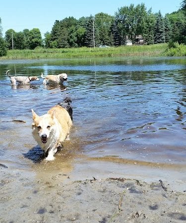 Rice Creek Off-Leash Dog Area